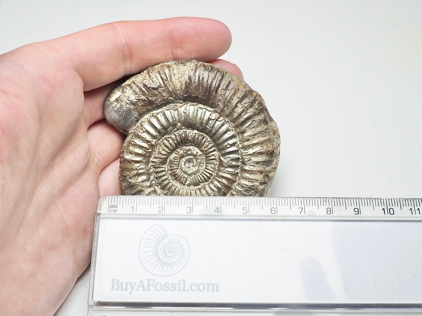 Dactylioceras Ammonite