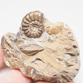 Amaltheus CutBase Ammonite Fossil for Sale – Whitby Yorkshire Coast Jurassic