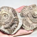 Hildoceras Ammonite Fossil Split Pair – Seaworn – Whitby Yorkshire Coast Jurassic