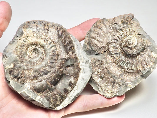 Hildoceras Ammonite POS/NEG