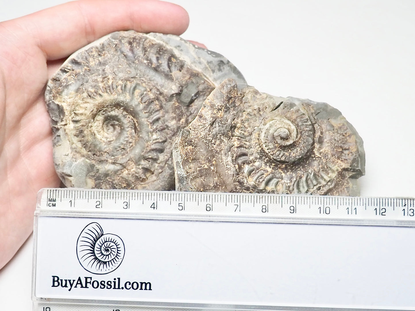 Hildoceras Ammonite POS/NEG