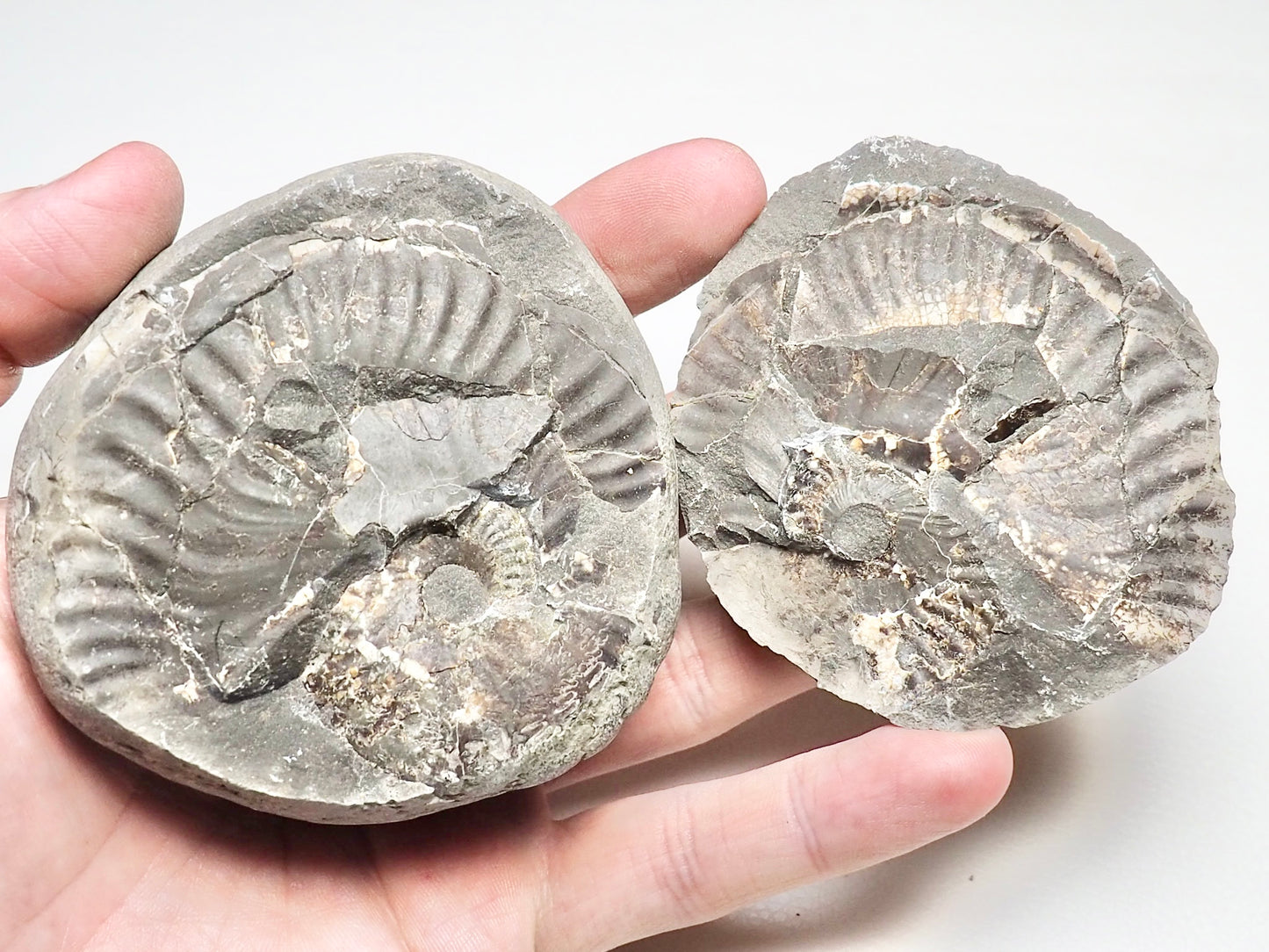 Pseudolioceras Ammonite POS/NEG