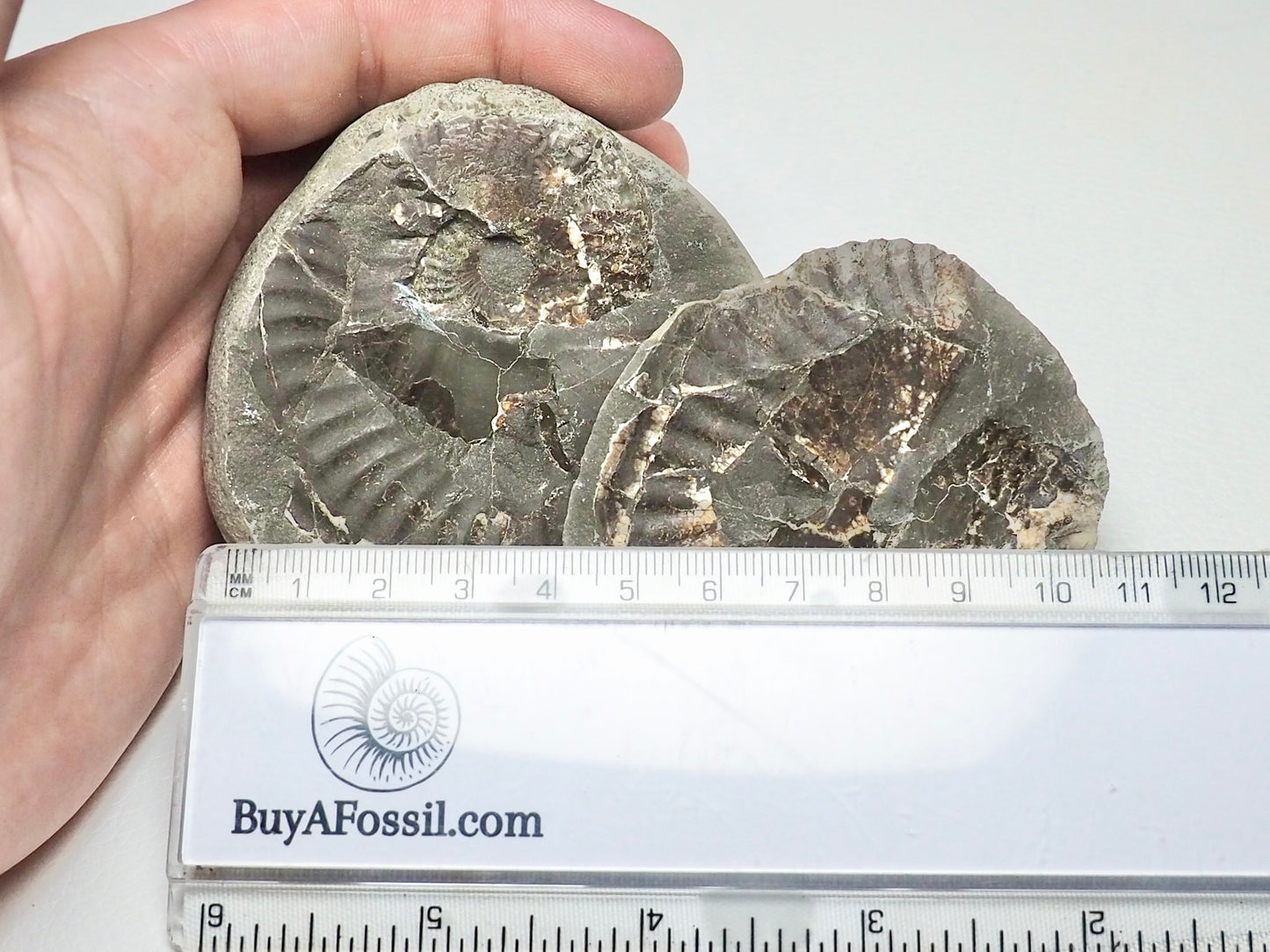 Pseudolioceras Ammonite POS/NEG