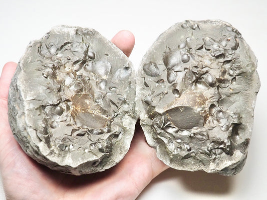 Fossil Shell Cluster