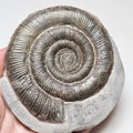 Tenuicostatum Dactylioceras Ammonite Fossil for Sale – Whitby Yorkshire Coast Jurassic