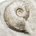 Eleganticeras Ammonite Fossil – Whitby Yorkshire Coast – Jurassic
