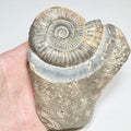 Whitby Dactylioceras Ammonite Fossil – Yorkshire Coast Jurassic