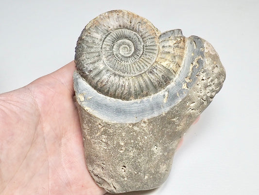 Dactylioceras Ammonite