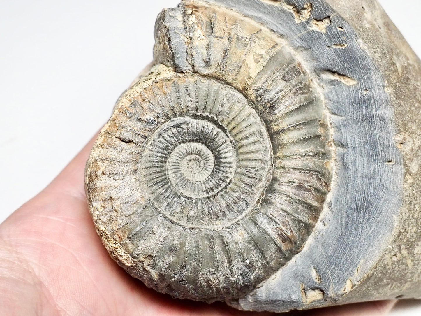 Dactylioceras Ammonite