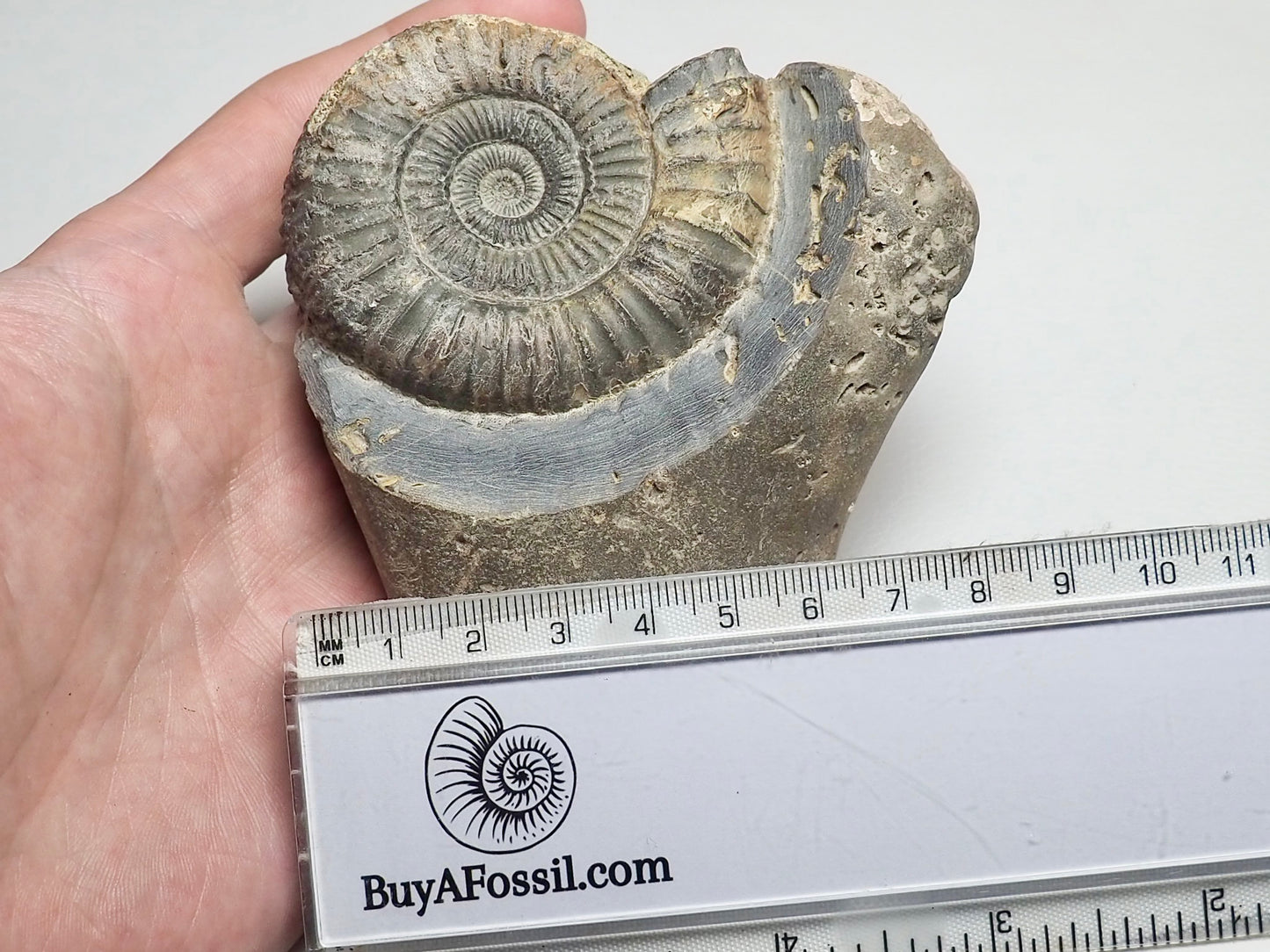 Dactylioceras Ammonite