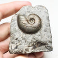 Cleviceras Ammonite Fossil – Whitby Yorkshire Coast – Jurassic