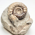 Androgynoceras Maculatum Ammonite Fossil for Sale – Whitby Yorkshire Coast Jurassic