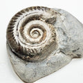 Hildoceras Ammonite Fossil – Whitby Yorkshire Coast – Jurassic