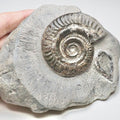 Hildoceras Ammonite Fossil – Whitby Yorkshire Coast – Jurassic