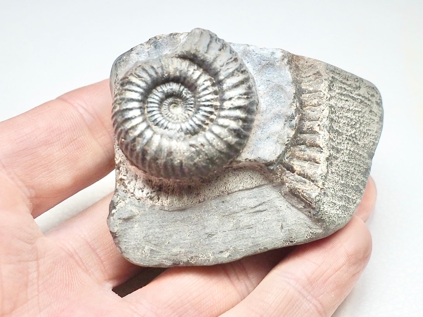 Dactylioceras Ammonite