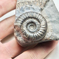 Whitby Dactylioceras Ammonite Fossil – Yorkshire Coast Jurassic