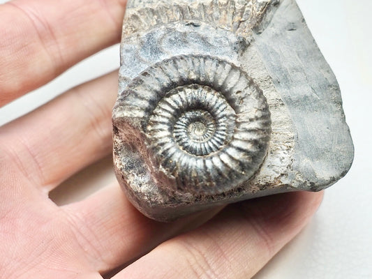 Dactylioceras Ammonite