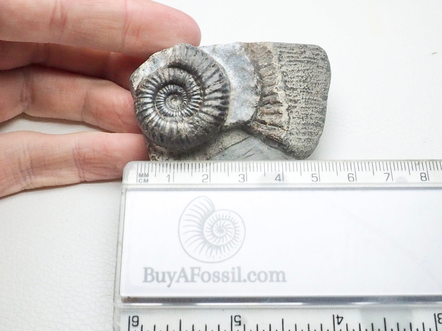 Dactylioceras Ammonite