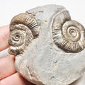 Triple Whitby Dactylioceras 
Ammonite Fossil – Yorkshire Coast Jurassic