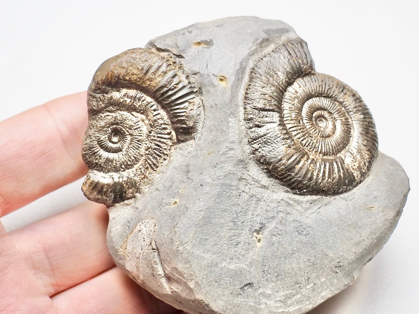 Triple Dactylioceras Fossil Whitby