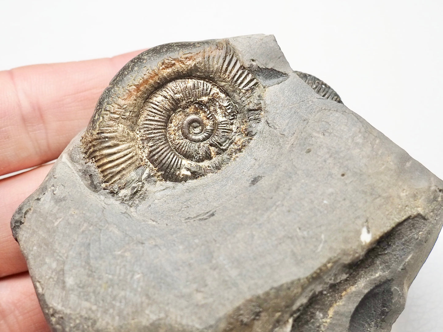 Triple Dactylioceras Fossil Whitby