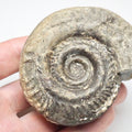 Hildoceras Ammonite Fossil – Whitby Yorkshire Coast – Jurassic