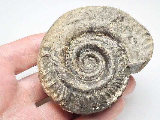 Hildoceras Ammonite