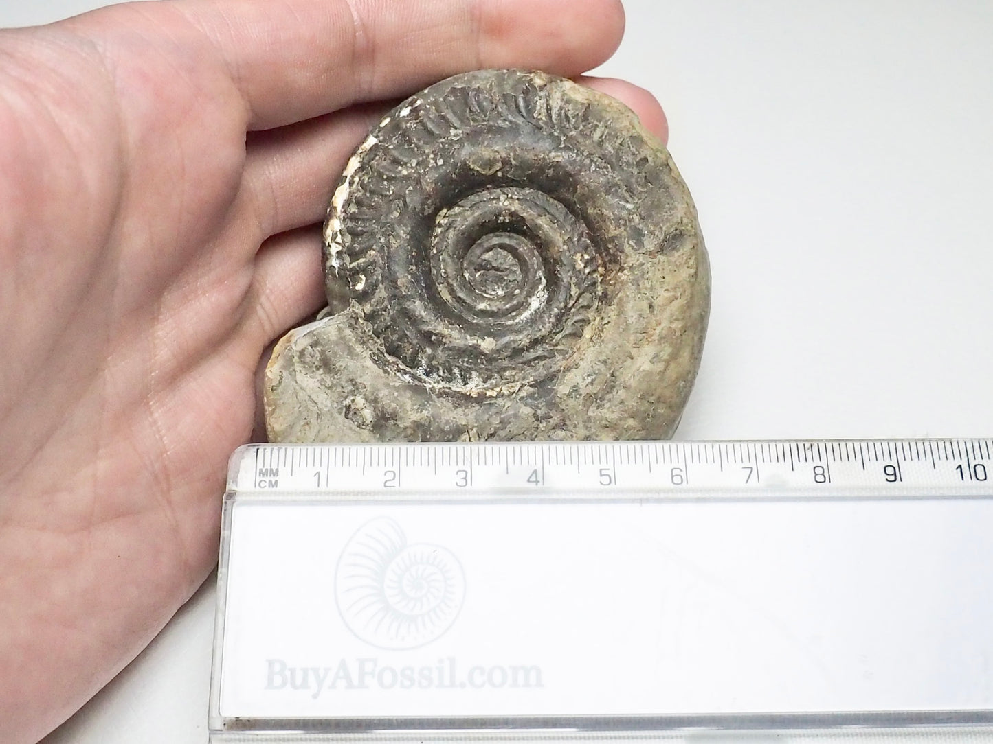 Hildoceras Ammonite