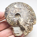 Pseudolioceras Ammonite Fossil – Whitby Yorkshire Coast – Jurassic