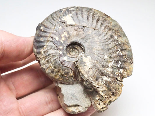 Pseudolioceras Ammonite Whitby