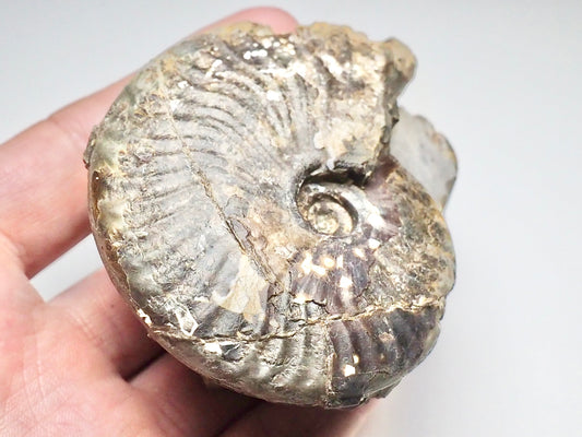 Pseudolioceras Ammonite Whitby