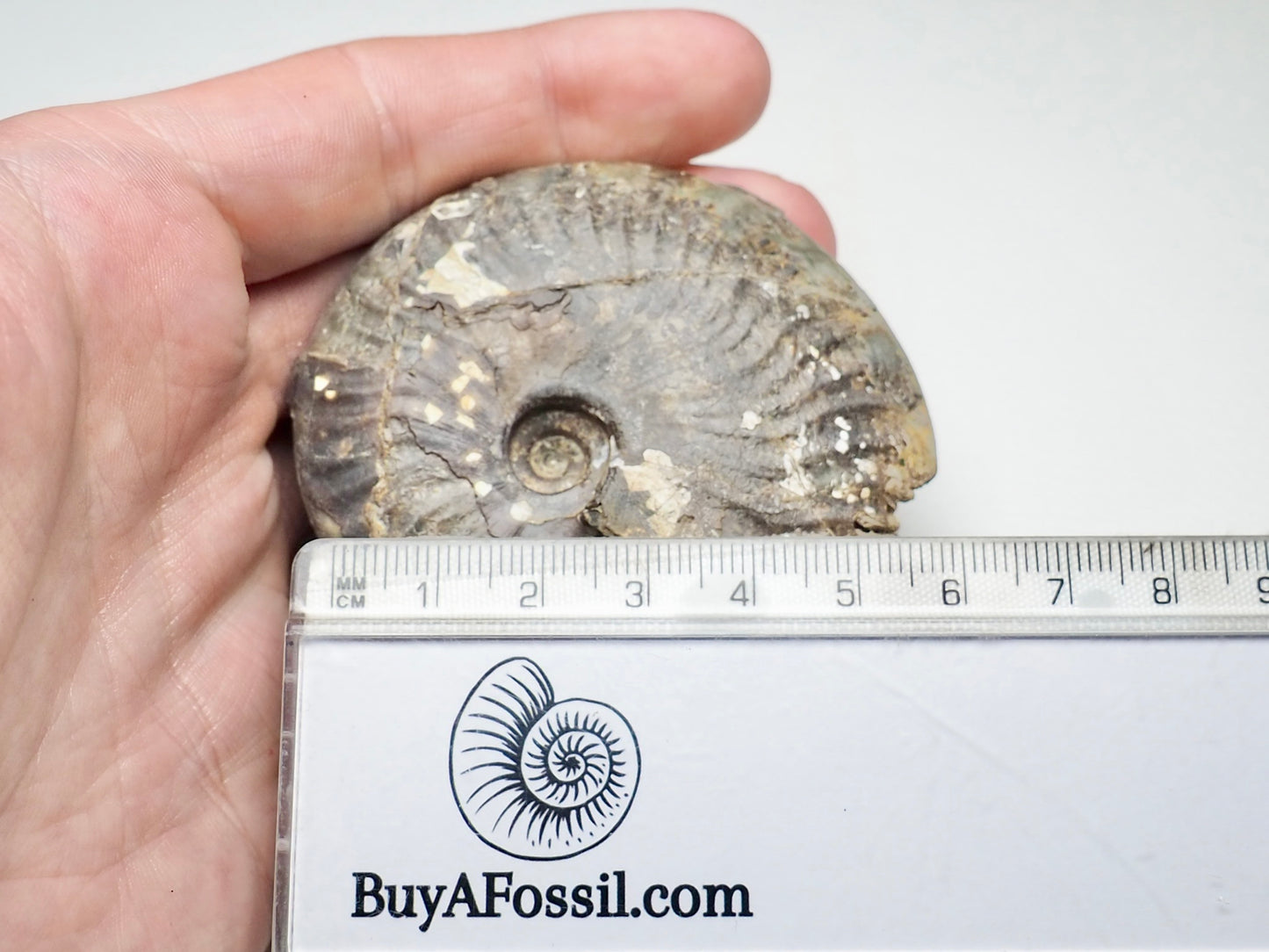 Pseudolioceras Ammonite Whitby