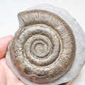 Quality Dactylioceras Tenuicostatum Whitby 
Ammonite Fossil – Yorkshire Coast Jurassic