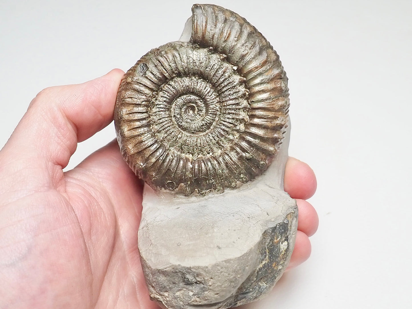 QUALITY Peronoceras Ammonite