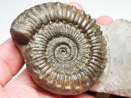 QUALITY Peronoceras Ammonite
