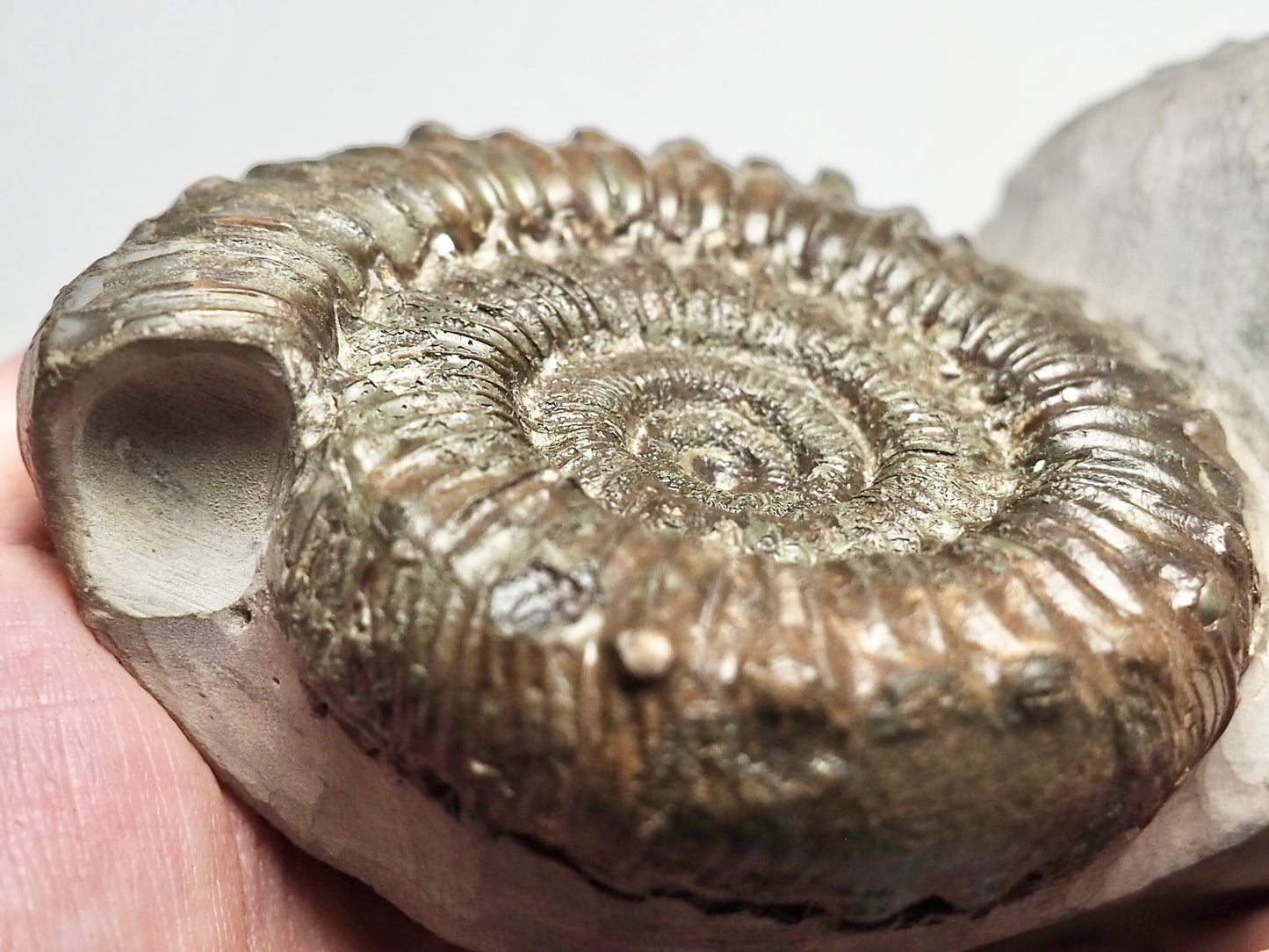 QUALITY Peronoceras Ammonite