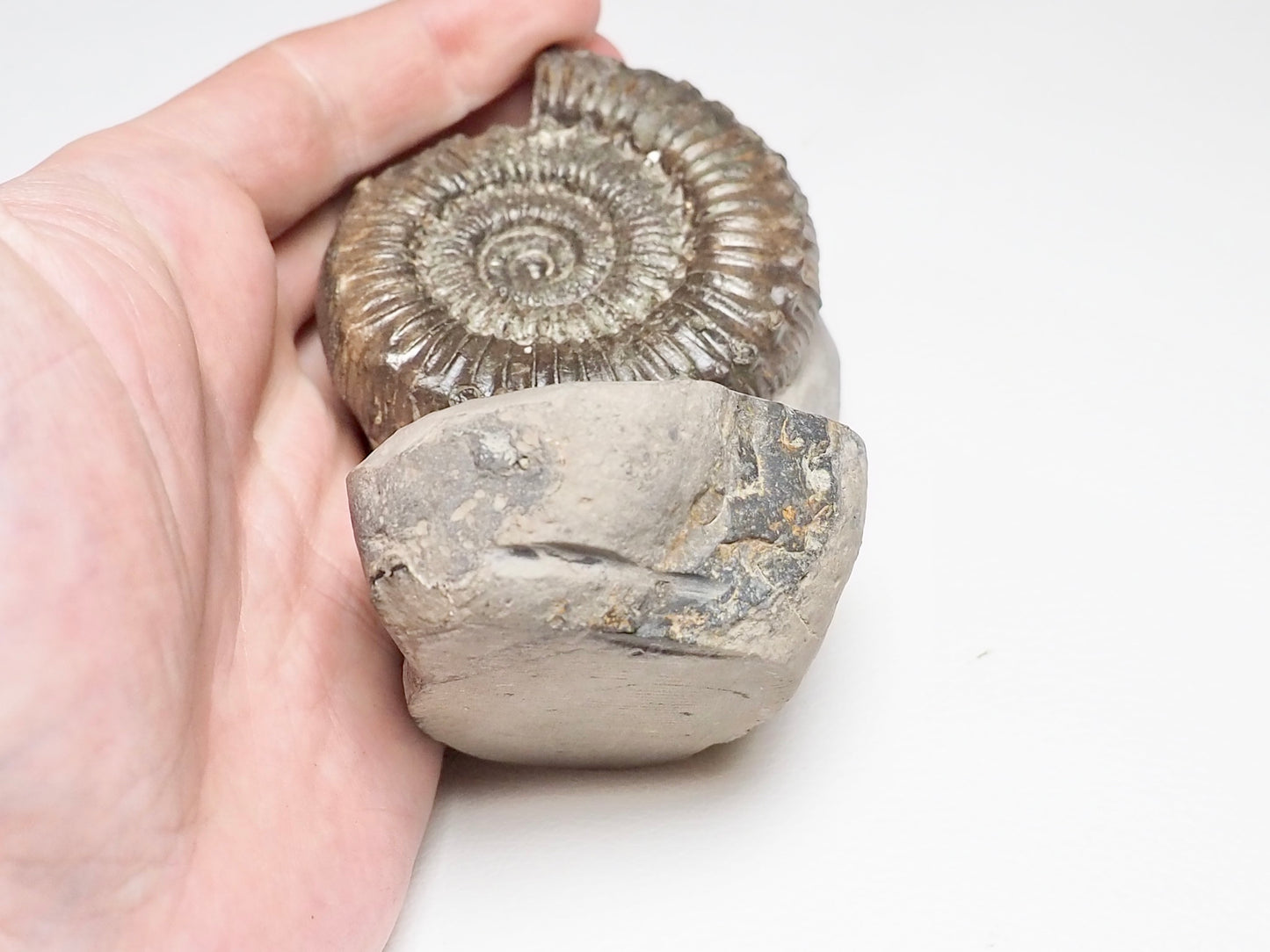 QUALITY Peronoceras Ammonite