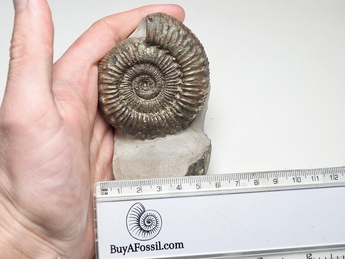 QUALITY Peronoceras Ammonite