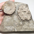Ichthyosaur Vertebra Plus Skull Bone – Whitby Yorkshire Coast – Jurassic
