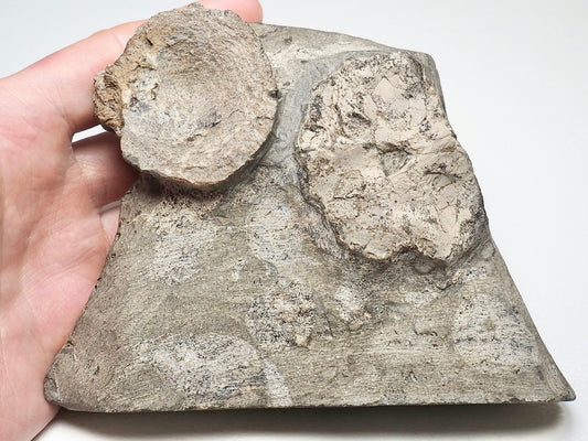 Ichthyosaur Vertebra Plus Skull Bone