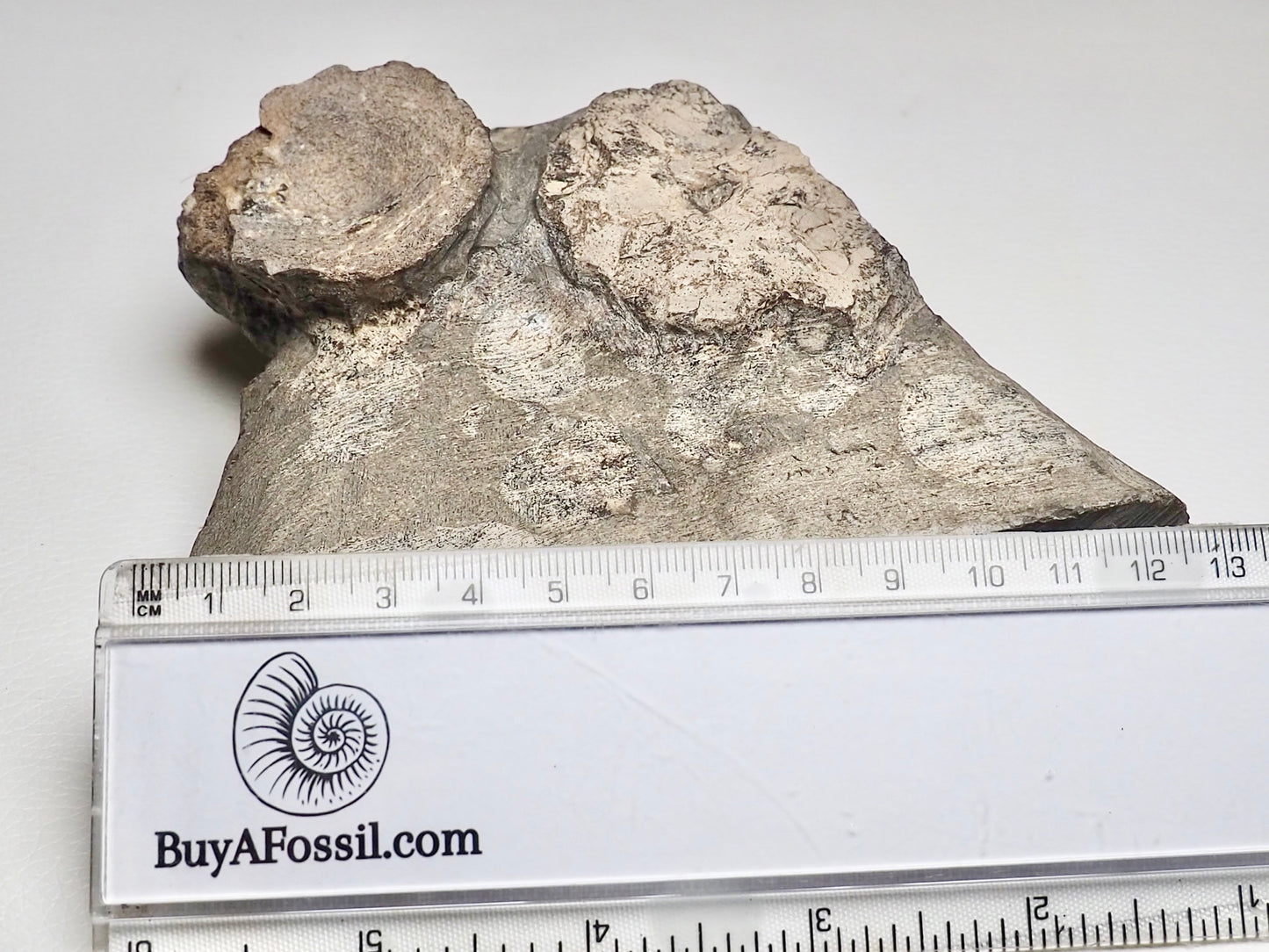 Ichthyosaur Vertebra Plus Skull Bone