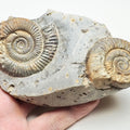 Whitby Double Dactylioceras Ammonite Fossil – Yorkshire Coast Jurassic