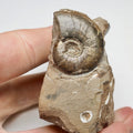 Amauroceras Whitby Ammonite Fossil – Yorkshire Coast Jurassic