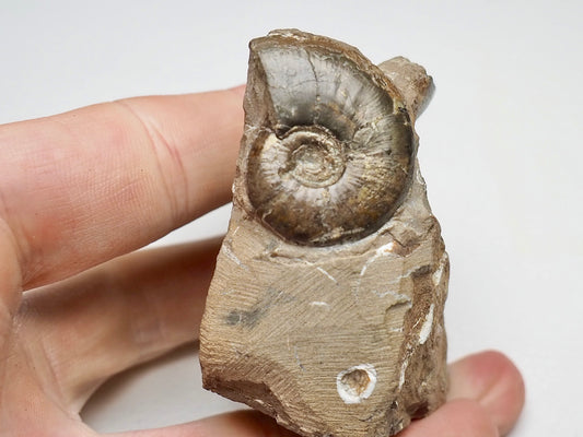 Amauroceras Ammonite