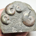 Eleganticeras Ammonite Fossil – Whitby Yorkshire Coast – Jurassic