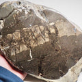 Cut and Polished Ichthyosaur Spine - 9 Verts – Whitby Yorkshire Coast – Jurassic