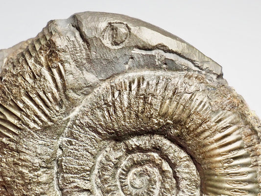 Whitby Snake Stone - Dactylioceras Semicelatum