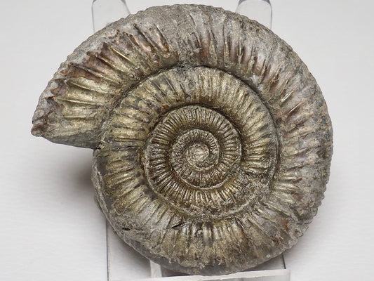 Dactylioceras Ammonite Fossil