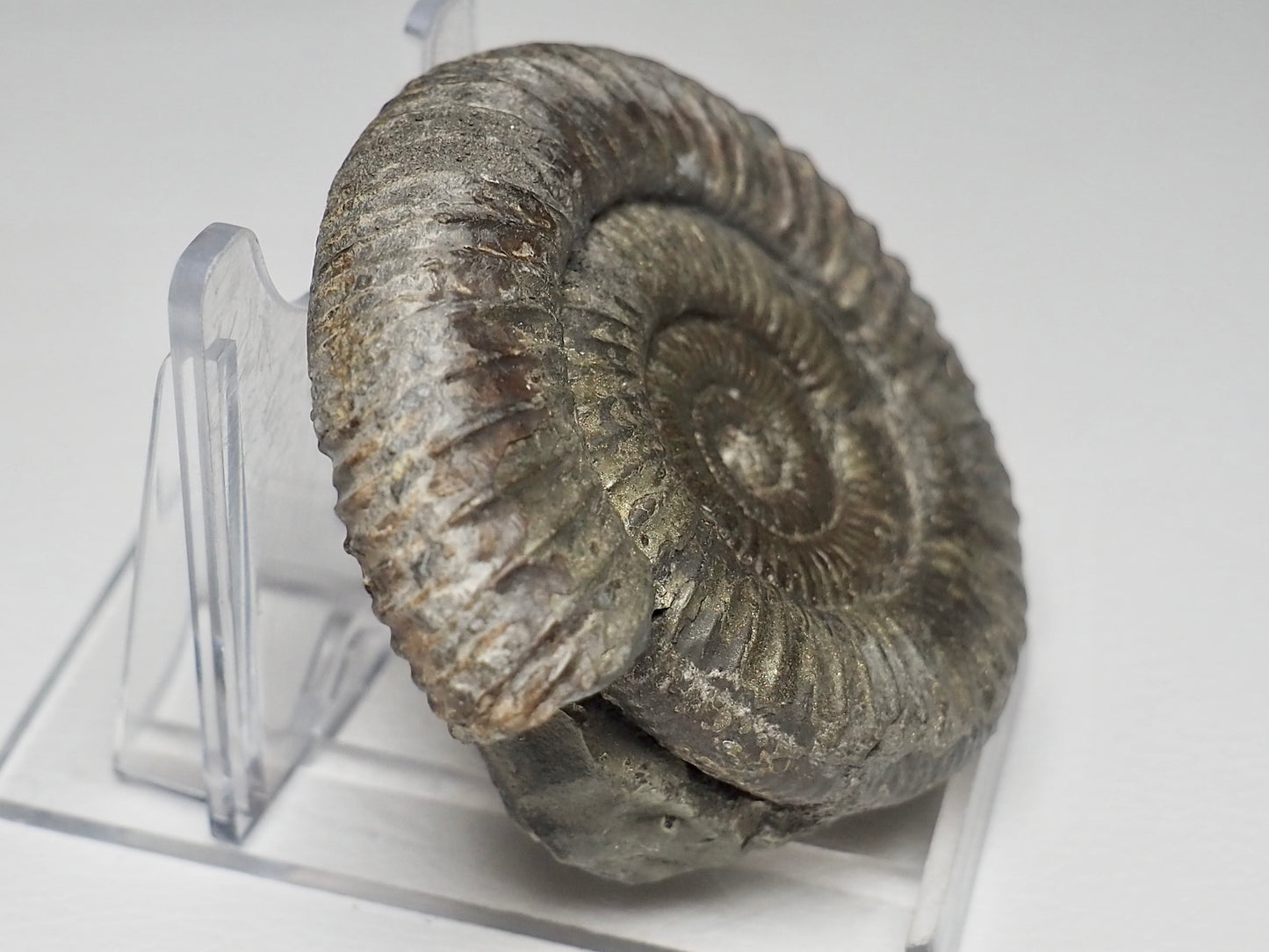 Dactylioceras Ammonite Fossil