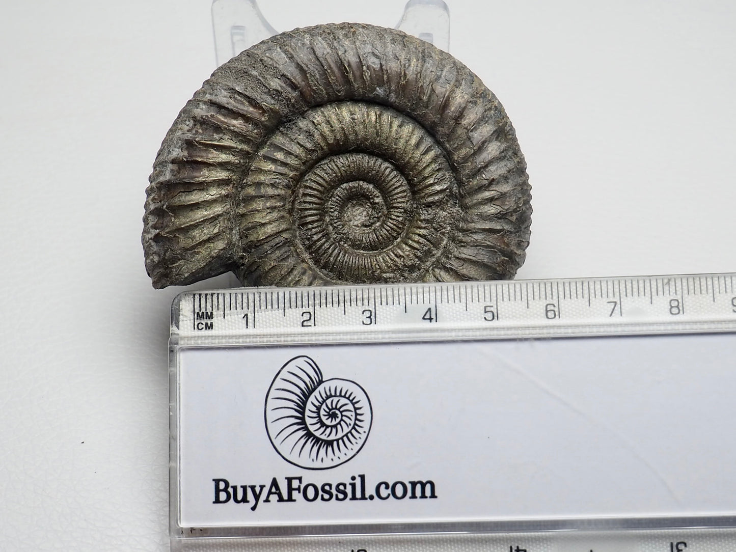 Dactylioceras Ammonite Fossil